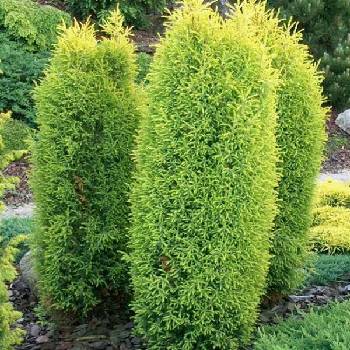 Можжевельник обыкновенный Juniperus communis 'Sentinel'