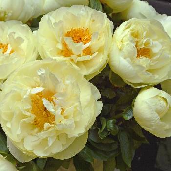 Пион гибридный ‘Lemon Chiffon’