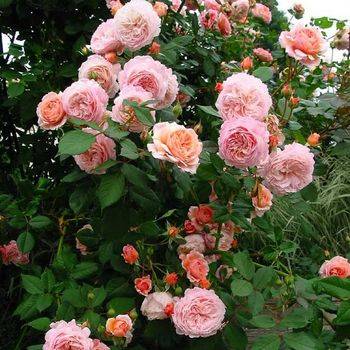 Розы шраб (парковые) Садовый центр Abies-Landshaft