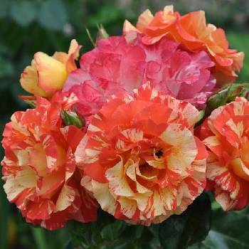 Розы шраб (парковые) Садовый центр Abies-Landshaft