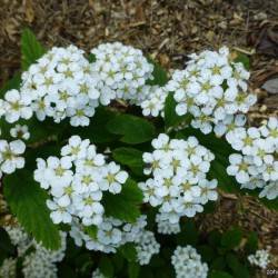 Spiraea chinensis Maxim.