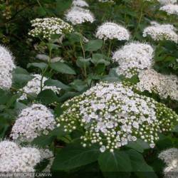 Spiraea corymbosa Raf.