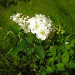 Spiraea flexuosa