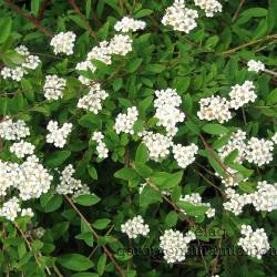 Spiraea gemmate Zabel.