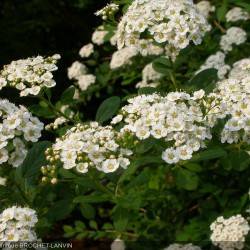 Spiraea henryi Hemsl.