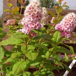 Spiraea humilis Pojark.