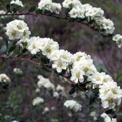 Spiraea lasiocarpa Kar. & Kir.