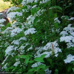 Spiraea longigemmis Maxim.