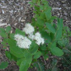 Spiraea lucida Douglas ex. Greene.