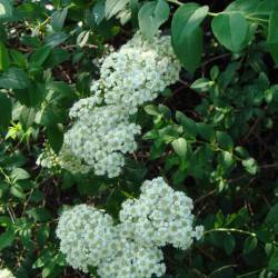 Spiraea micrantha Hook. f.