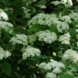 Spiraea miyabei Koidz.