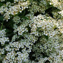 Spiraea mongolica Maxim.