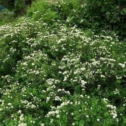 Spiraea mongolica Maxim.