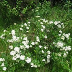 Spiraea splendens Baumann ex. K. Koch.