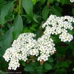 Spiraea uratensis Franch.