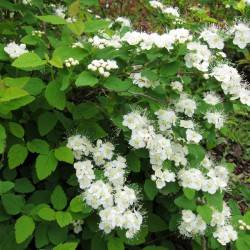 Spiraea ussuriensis Pojark.