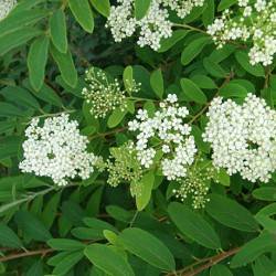 Spiraea vietchii Hemsl.