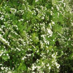 Spiraea virgate Franch.