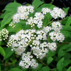 Spiraea virginiana Britton.