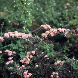 Spiraea arcuate Hook. f.