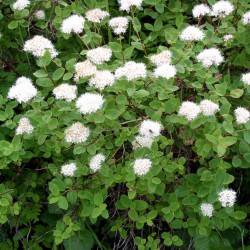 Spiraea beauverdiana C. K. Schneid.