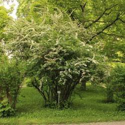 Spiraea canescens D. Don