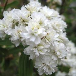 SSpiraea cantoniensis Lour.