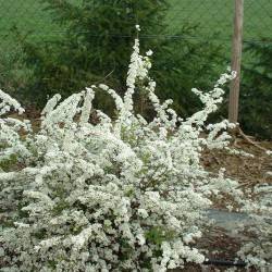 Spiraea thunbergii Sieb.