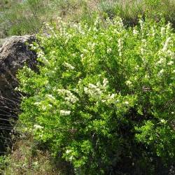 Spiraea hypericifolia L.