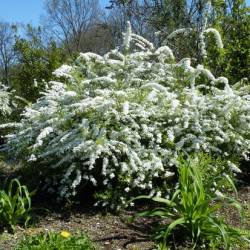 Spiraea x arguta Zab