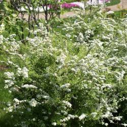 Spiraea x cinerea ‘Grefsheim’