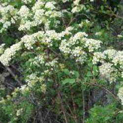 спирея городчатая Spiraea crenata L.