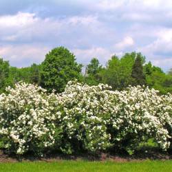 спирея дубравколистная Spiraea chamaedryfolia L.