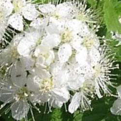 спирея дубравколистная Spiraea chamaedryfolia L.