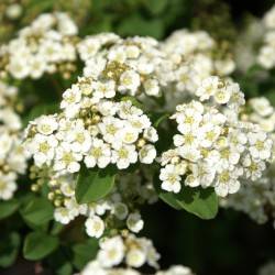 Spiraea nipponica Maxim.