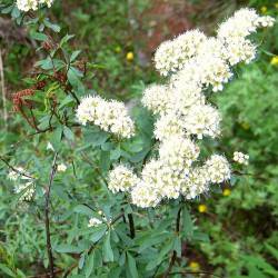 Spiraea alpina Pall.