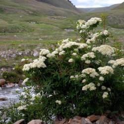 Spiraea alpina Pall.