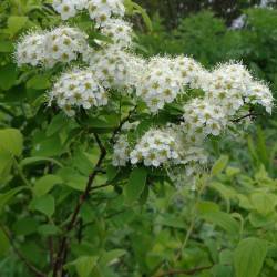 Spiraea media Fr. Schmidt.