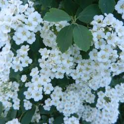 Spiraea x vanhoutei.