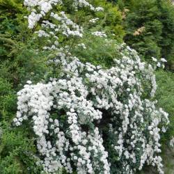 Spiraea x vanhoutei.