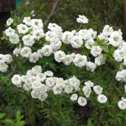 Spiraea prunifolia Sieb. Et Zucc.