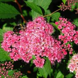 Spiraea х bumalda