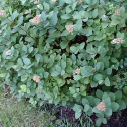 Spiraea betulifolia Pall.