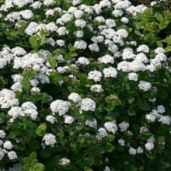 Spiraea betulifolia ‘Tor’