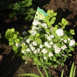 Spiraea betulifolia ‘Tor Gold’