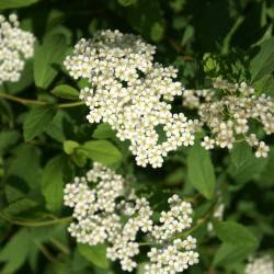 Spiraea decumbens W.D.J. Koch.