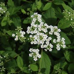 Spiraea decumbens W.D.J. Koch.