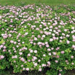 Spiraea densiflora Nutt. Ex. Torr & A. Gray.