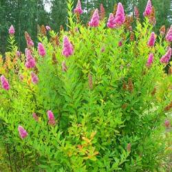 Spiraea x billardii (Dipp.)