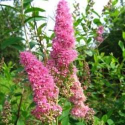 Spiraea x billardii (Dipp.)